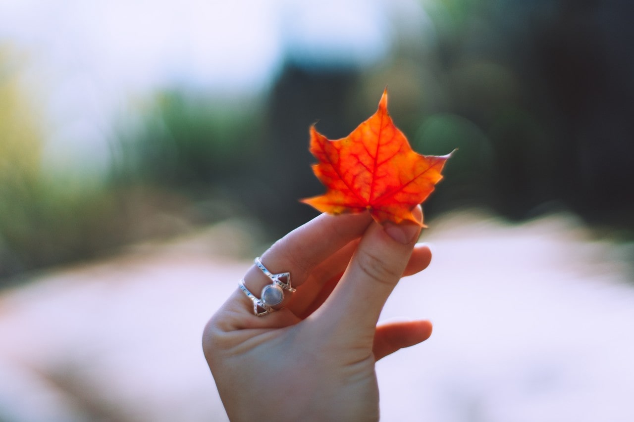 A hand holding an orange maple leaf with visible veins, set against a blurred outdoor background.